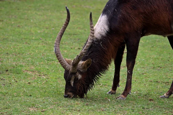Nil lechwe (Kobus megaceros) erkek antilop