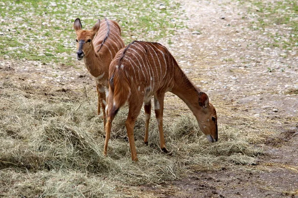 iki Nyala (Tragelaphus angasii), Güney Afrika antilobu