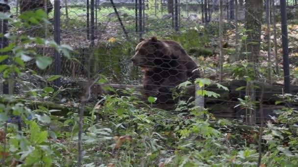 Brązowy Niedźwiedź Wewnątrz Ogrodu Zoologicznego — Wideo stockowe
