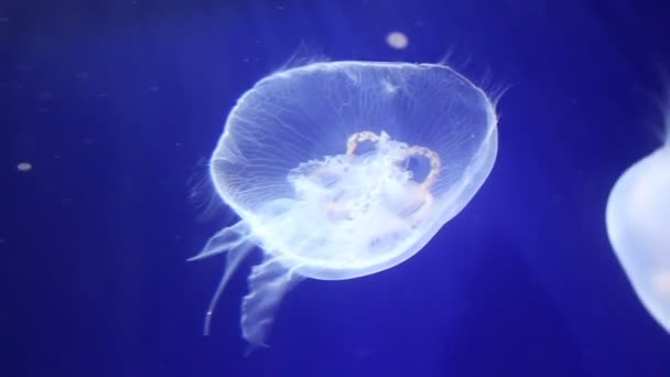 Two Bright Jellyfish Floating Water — Stock Video