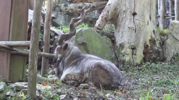 Markhor Pakistani National Animal Wild Goat Markhor Relaxing — Stock Video