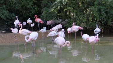 Gölette bir grup pembe flamingo.