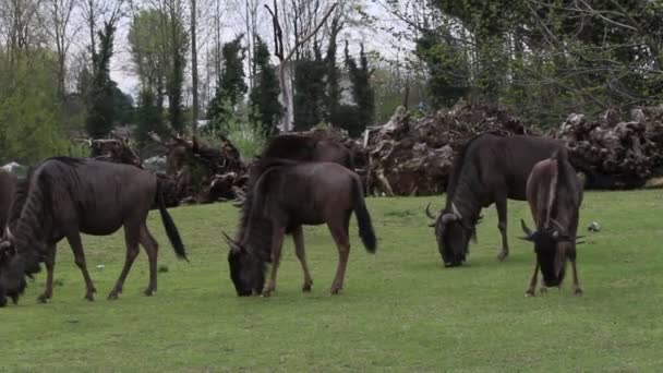 Група Антилоп Їсть Траву Лугу Парку Дикої Природи — стокове відео