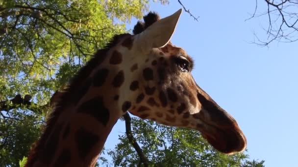 Close Uma Girafa — Vídeo de Stock