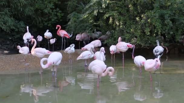 Μια Ομάδα Από Ροζ Φλαμίνγκο Μια Λίμνη — Αρχείο Βίντεο