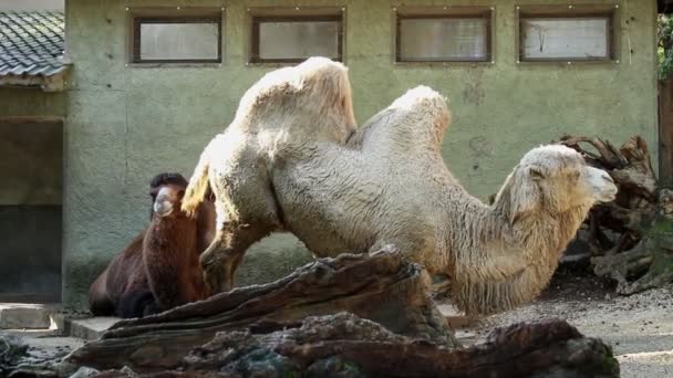 Два Верблюда Сидят — стоковое видео