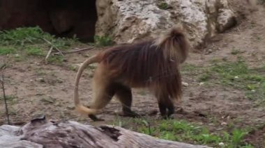 Gelada babunu vahşi yaşam parkında yürüyor. Cercopithecid ailesinin büyük maymunu, Etiyopya 'ya özgü..