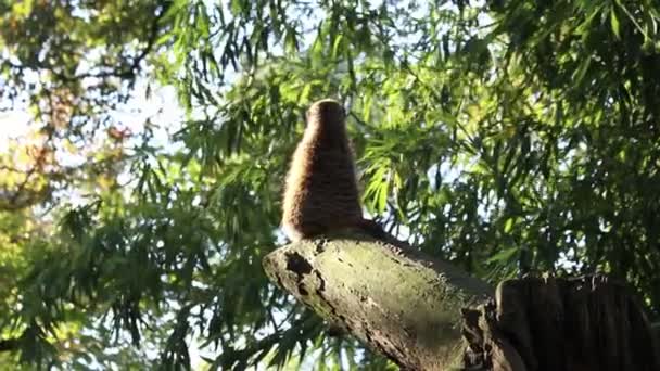 Suricata Suricatta Observes Tree Trunk — Stock Video