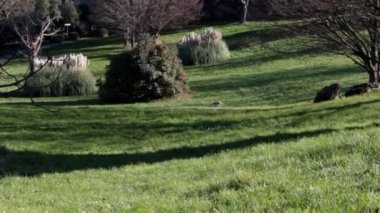 Volterra arkeoloji parkının arka planında Medici kalesi var.
