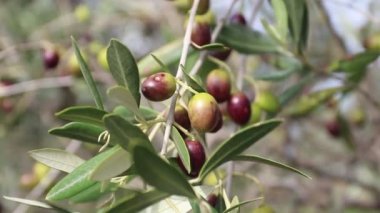 Yaklaş, zeytinli bir dal hafif bir rüzgarla savrulur.