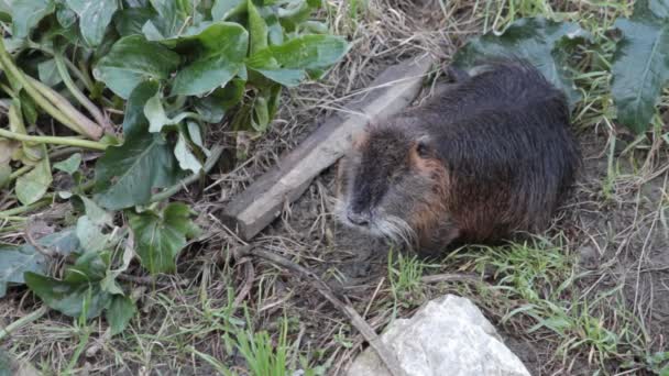 Una Nutria Sulla Riva Canale — Video Stock