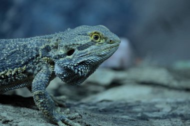 Çizgili başlı sakallı ejderha (Pogona vittiseps) bir dalın üzerinde durur).