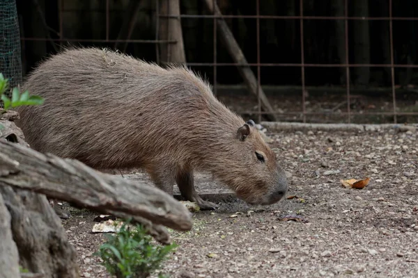 Capybara eating at the eco-park. The Capybara (Hydrochoerus hydrochaeris) is a large hollow rodent native to South America, as well as the largest living rodent in the world.