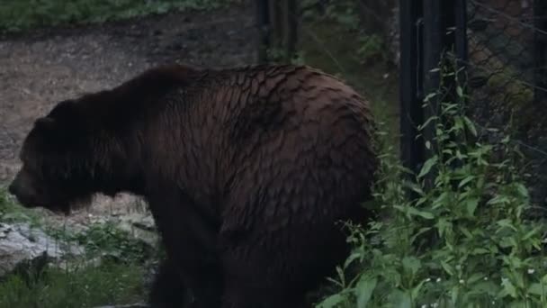 Duży Niedźwiedź Brunatny Mokrym Futrem Spacery Zoo — Wideo stockowe