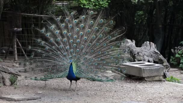 Belo Pavão Indiano Pavão Azul Zoológico Fazenda Belo Espécime Masculino — Vídeo de Stock