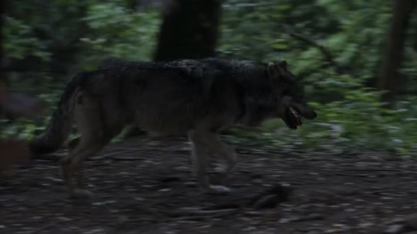 Lindo Lobo Caminha Dentro Floresta — Vídeo de Stock