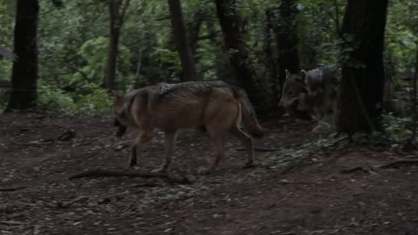 Dwa Piękne Wilki Chodzą Lesie — Wideo stockowe