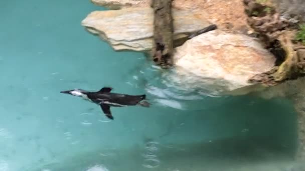 Пингвин Ныряет Воду Начинает Плавать Водой — стоковое видео