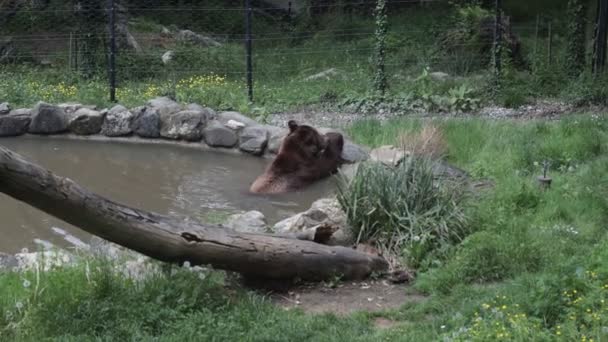 Een Grote Bruine Beer Speelt Een Vijver Dierentuin — Stockvideo