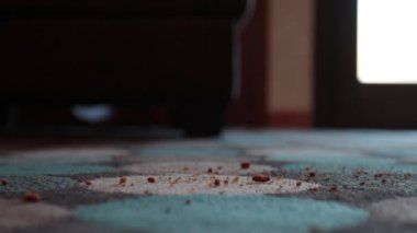 Yakın plan, bir elektrikli süpürge halının üstünde tozunu yutuyor.