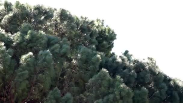 Crown Pine Tree Strong Wind — Stock Video