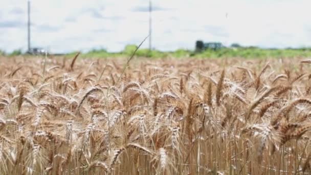Вид Пшеничне Поле Задньому Плані Автомобілі Проходять Поза Фокусом — стокове відео