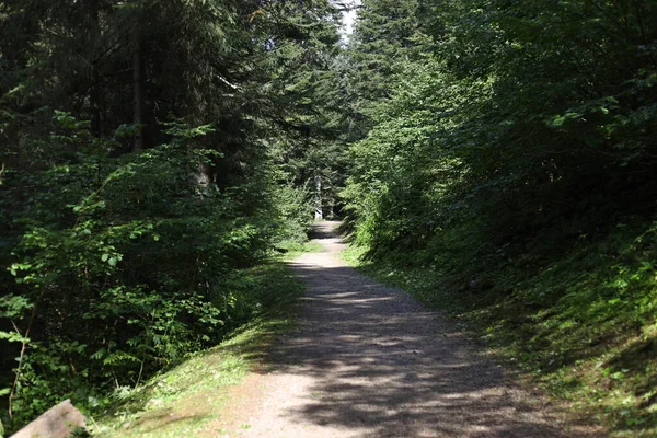 Chemin Qui Mène Molveno Andalo Dans Trentin Italie — Photo