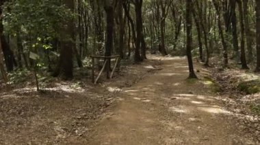 Sarışın kız ormanın içinde yürüyüş yapıyor..