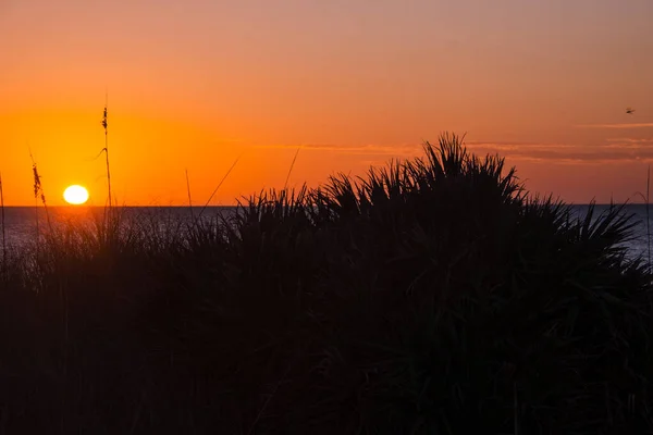 位于佛罗里达州翡翠海岸巴拿马城海滩的沙丘和海草上 一个壮观的橙色落日映衬着孤零零的沙丘和海草 — 图库照片