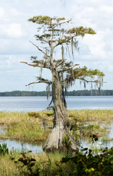 在美丽的佛罗里达天气里 湖水与浅水湿地之间矗立着一棵孤零零的秃顶柏树 — 图库照片