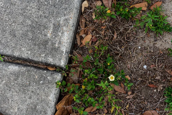 Samotny Biały Żółty Kwiat Obok Betonowego Chodnika Covid Lato 2020 — Zdjęcie stockowe