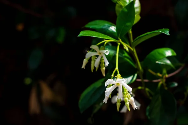 Ein Zweig Weißer Blumen Auf Schwarzem Hintergrund — Stockfoto