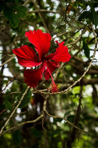 A single red hibiscus flower off the sidewalk on N. Valrico Road during the COVID summer of 2020