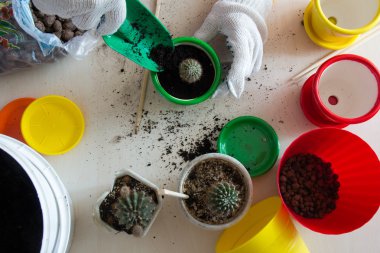 Bir yeşil kaktüs dikim eller 