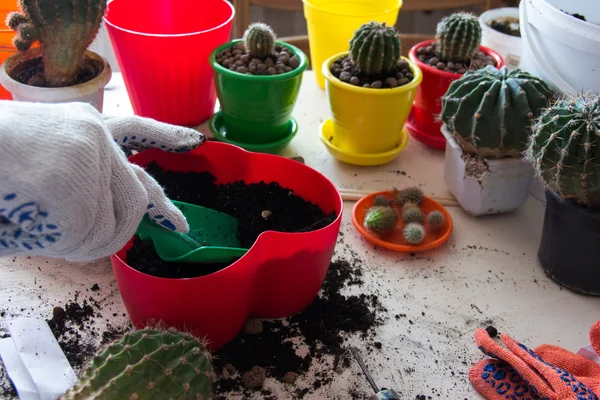 Trasplantar cactus en maceta Imágenes de stock libres de derechos