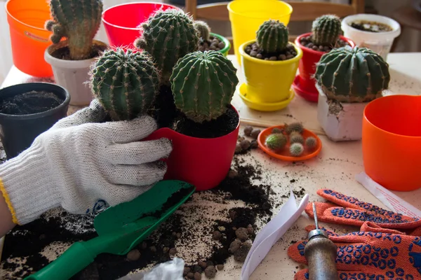 Cacti in colorful pots Royalty Free Stock Photos