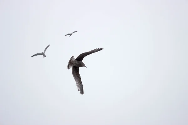 Gaviotas — Foto de Stock