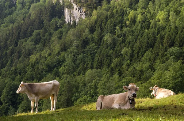 Krávy na alpské louce — Stock fotografie