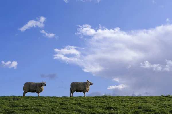 Sheep on a dike — Stock Photo, Image