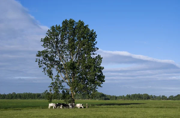 Arrastrando vacas bajo un árbol — Foto de Stock