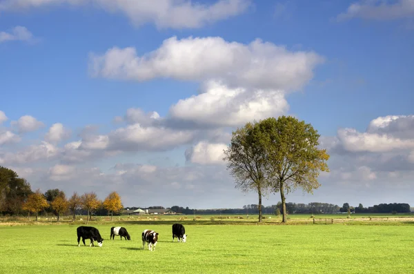 Grazende koeien in een weide — Stockfoto