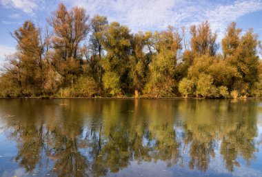 Söğüt ağacı sırası