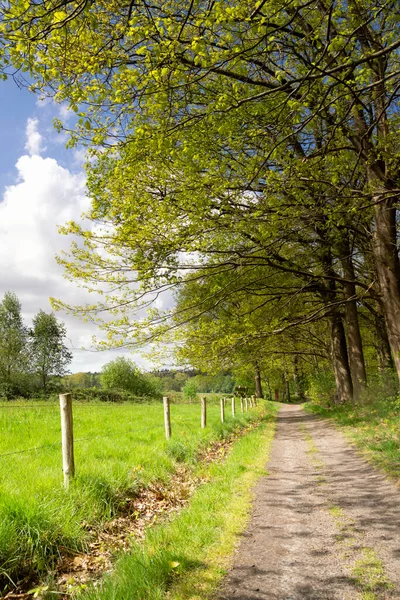 Path in the Pannenhoef nature reserve near Rijsbergen — 스톡 사진