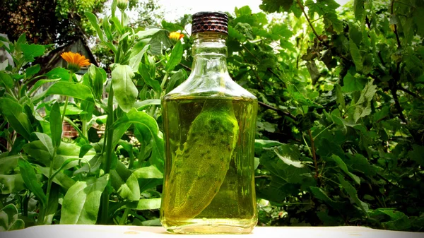 Bir şişe içinde salatalık