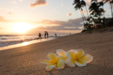 Plumeria çiçek sahilde