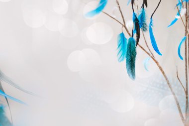 Beyaz arka plan mavi tüyleri ile