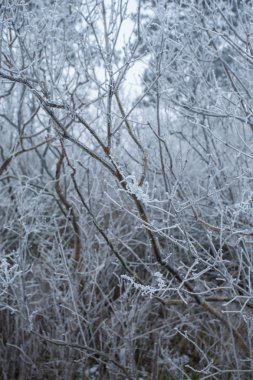 Gizemli buzlu çalılar ve ağaçlar