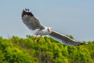 Denizin üzerinde gökyüzünde uçan martı