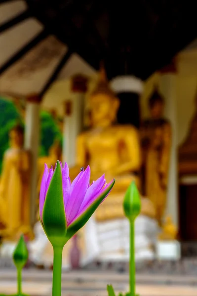 Lotus met Boeddha afbeelding achtergrond — Stockfoto