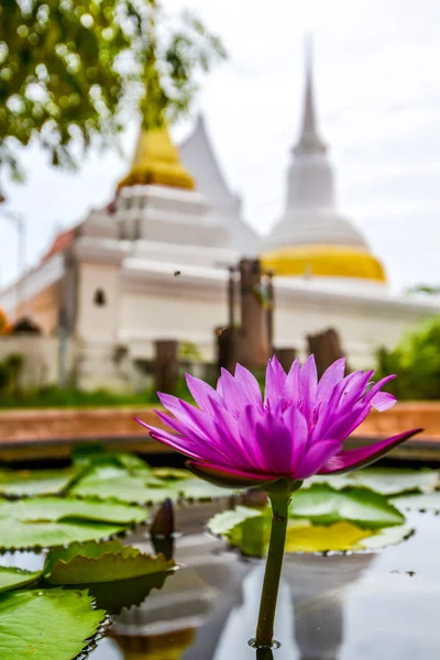 Lotus mit Pagodenhintergrund — Stockfoto
